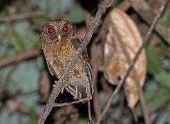 Burung Hantu Nama Latin